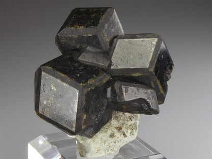 CC2719 specimen image