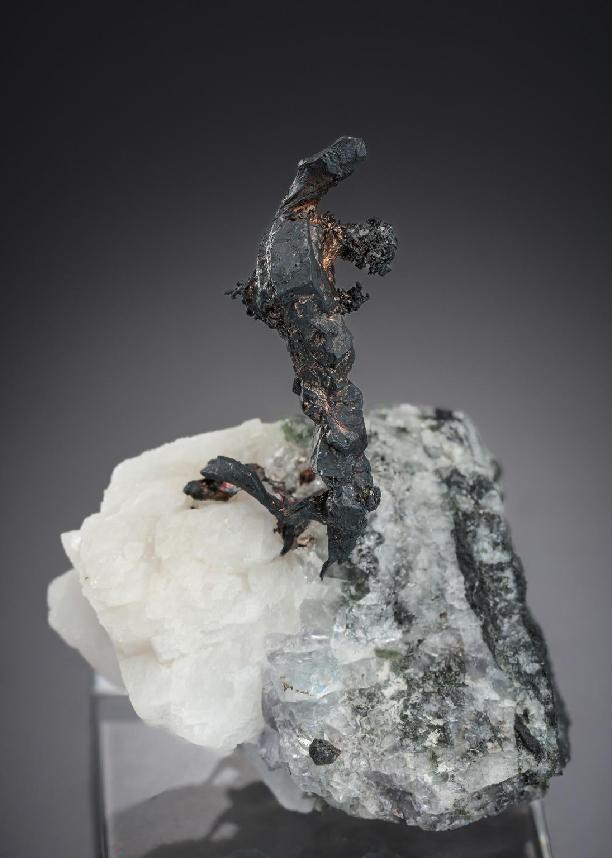 CC27251 specimen image