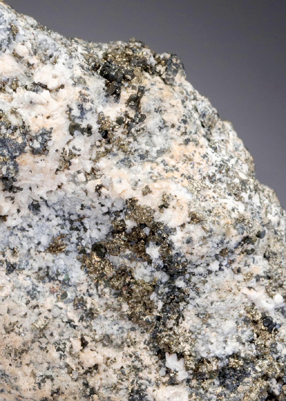 CC27303 specimen image