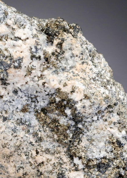 CC27303 specimen image
