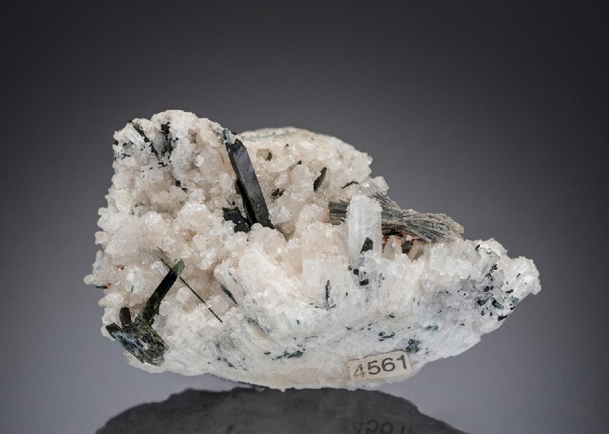 CC27309 specimen image
