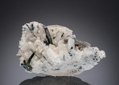CC27309 specimen image