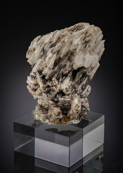 CC27365 specimen image