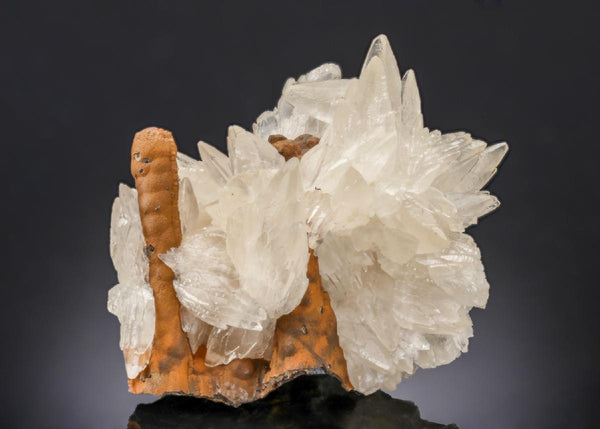 CC27407 specimen image