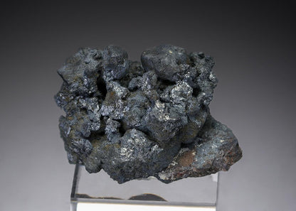 CC27411 specimen image