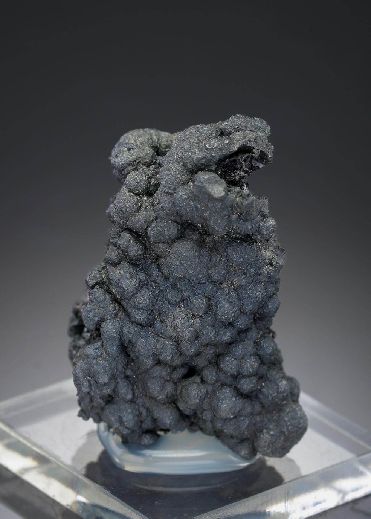 CC27433 specimen image