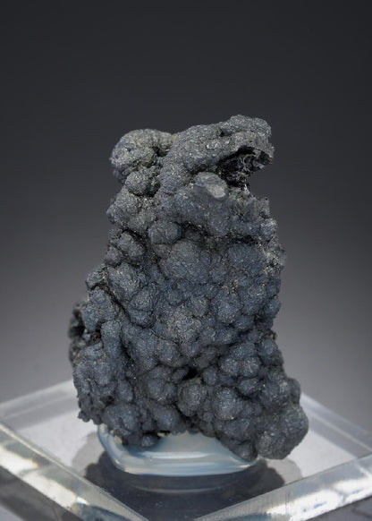 CC27433 specimen image