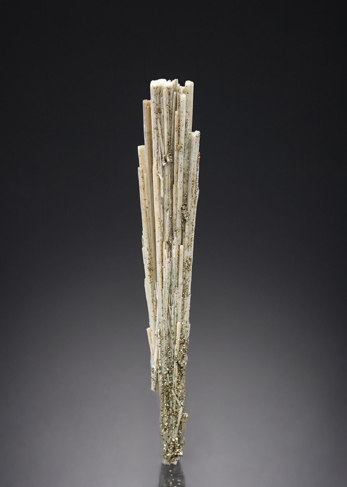 CC27501 specimen image