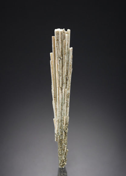 CC27501 specimen image