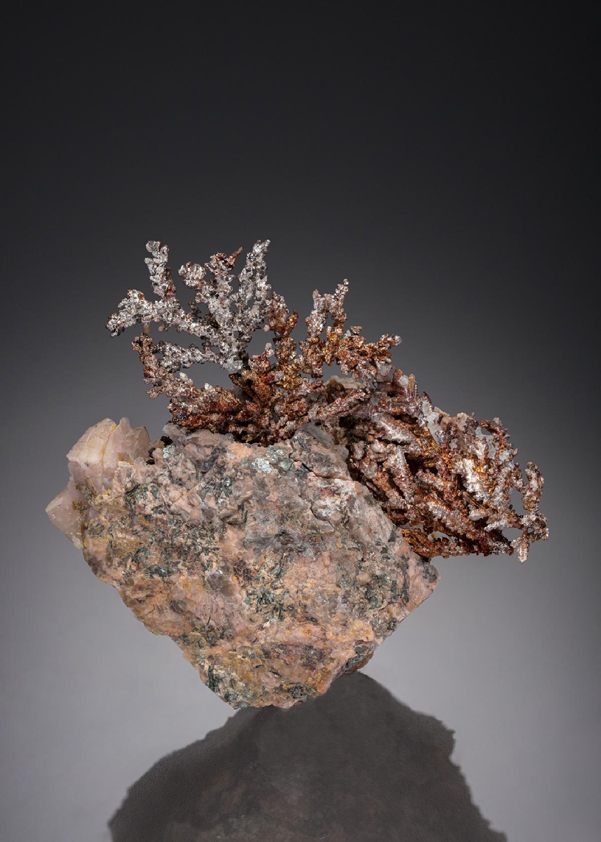 CC27515 specimen image