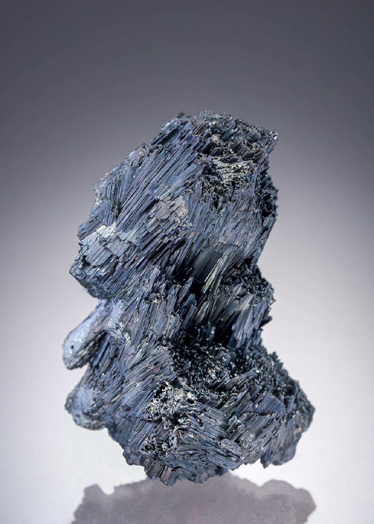 CC27523 specimen image