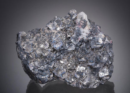 CC27525 specimen image