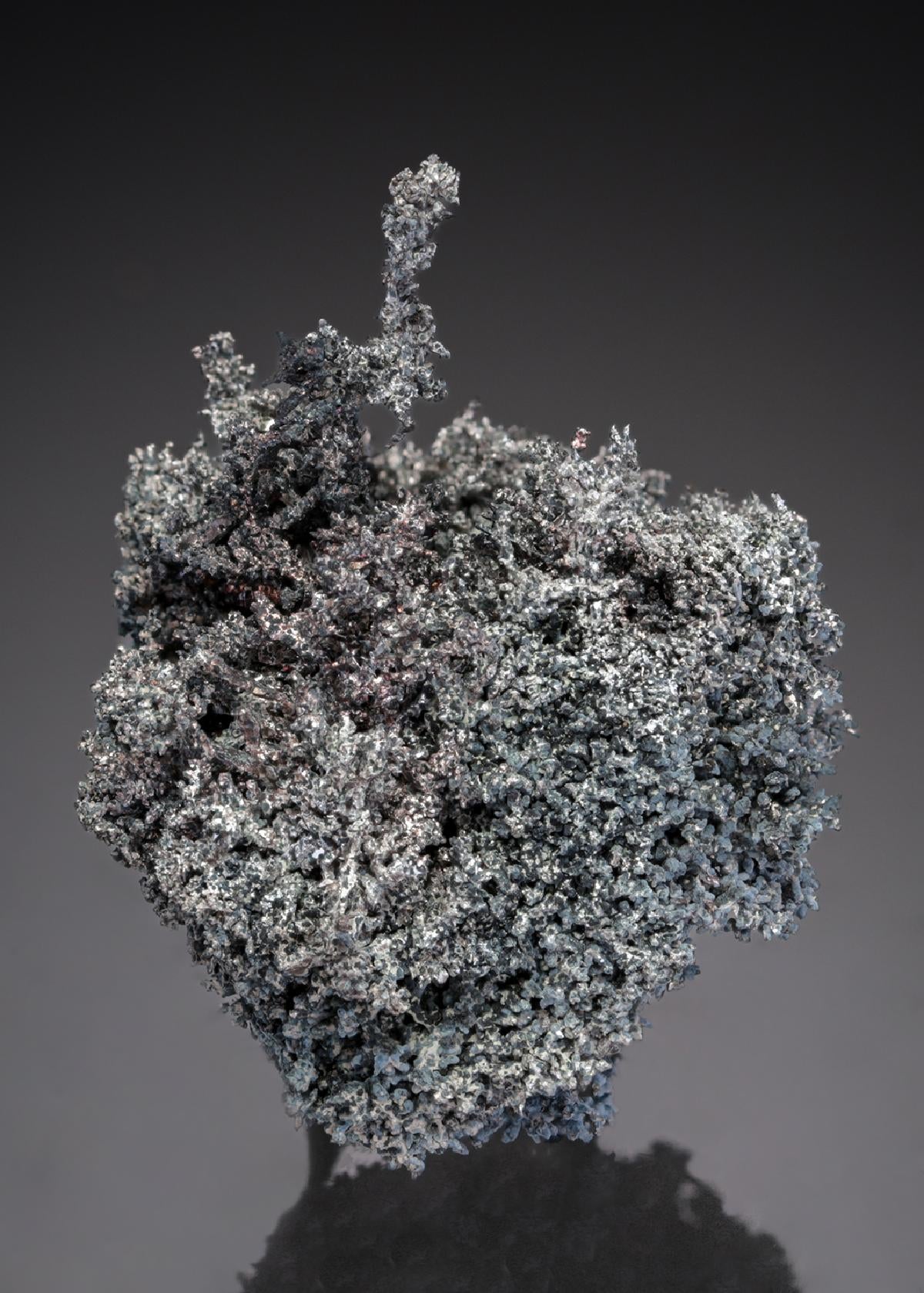 CC27529 specimen image