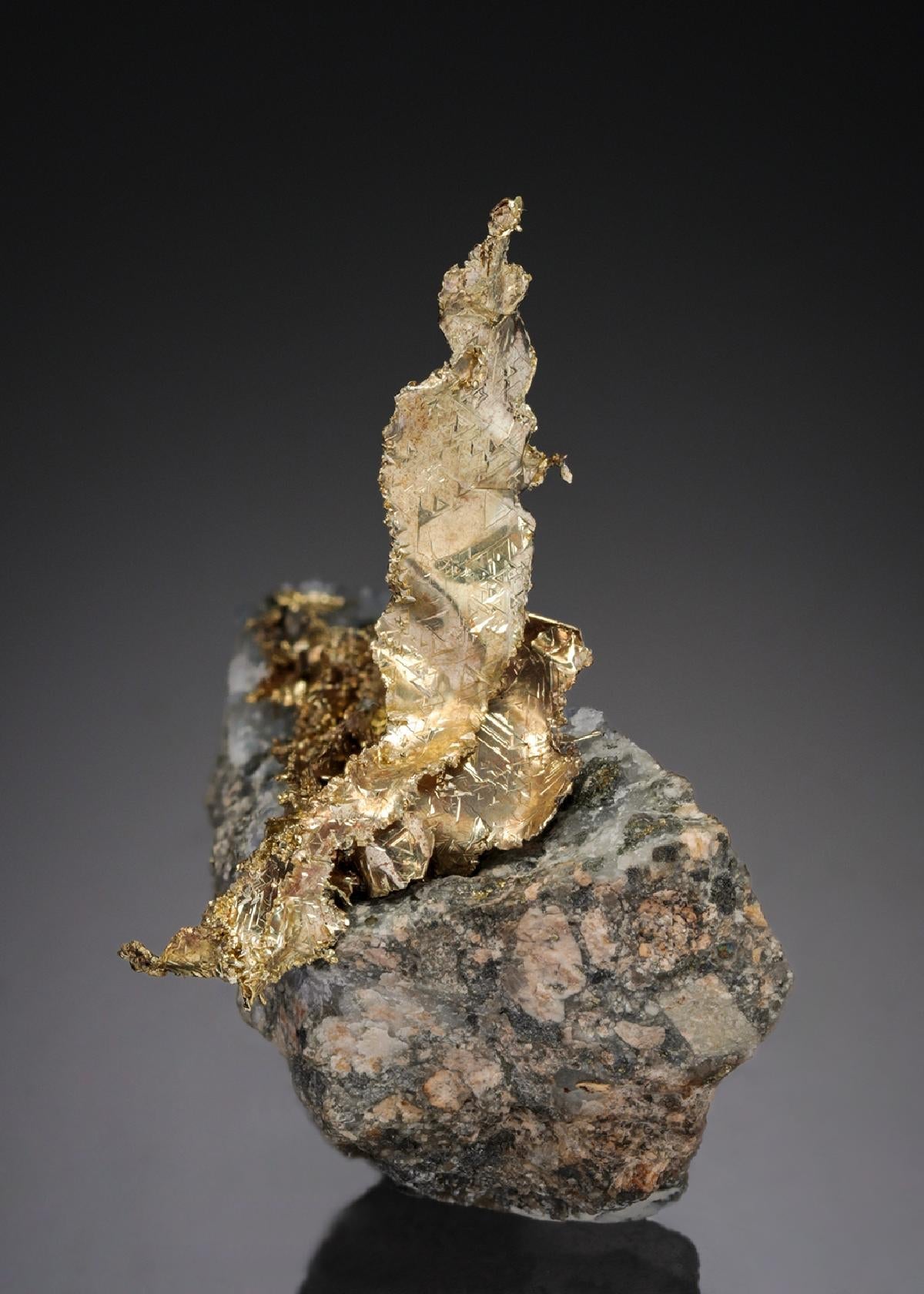 CC27531 specimen image