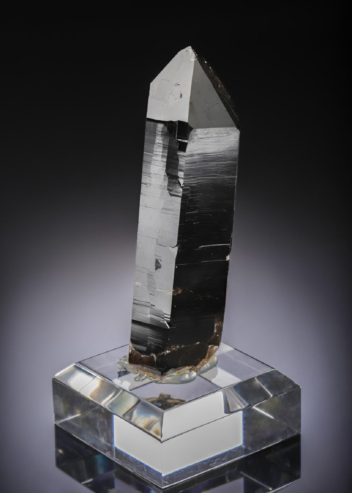 CC27537 specimen image