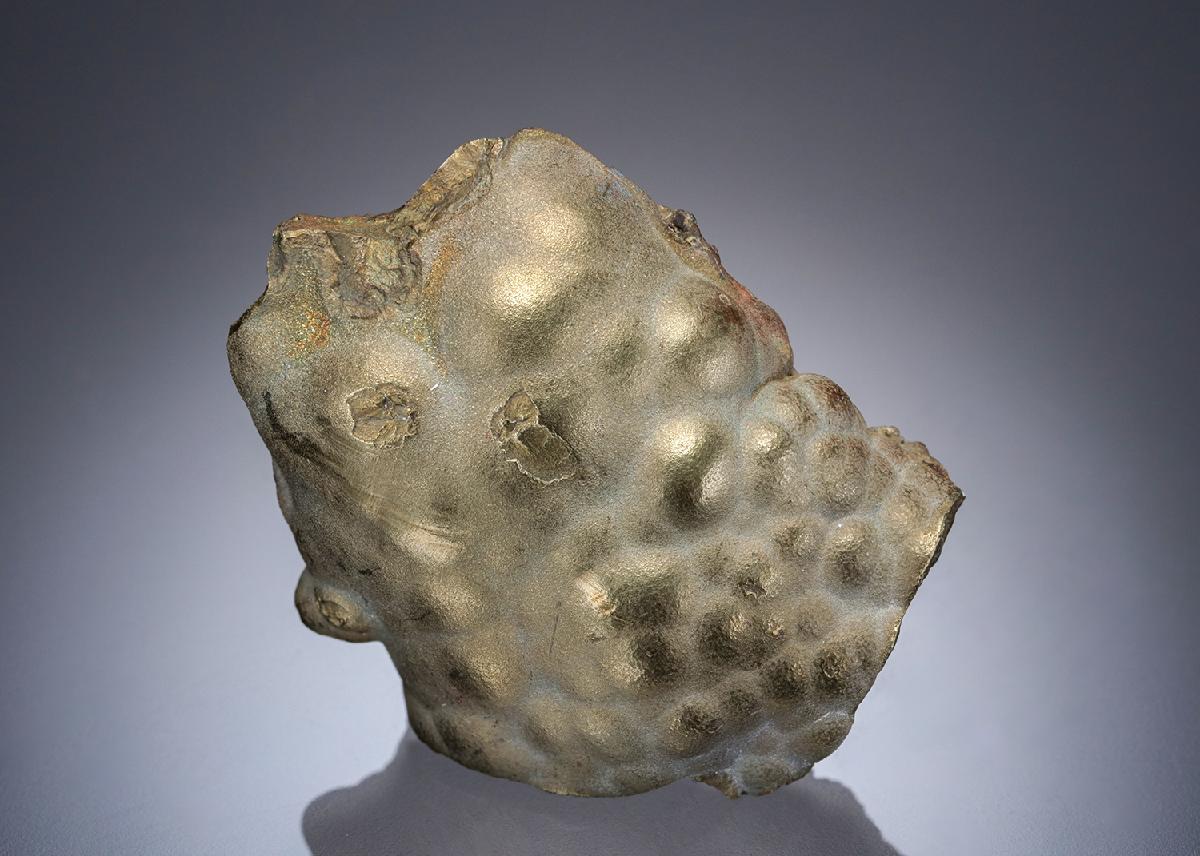 CC27555 specimen image