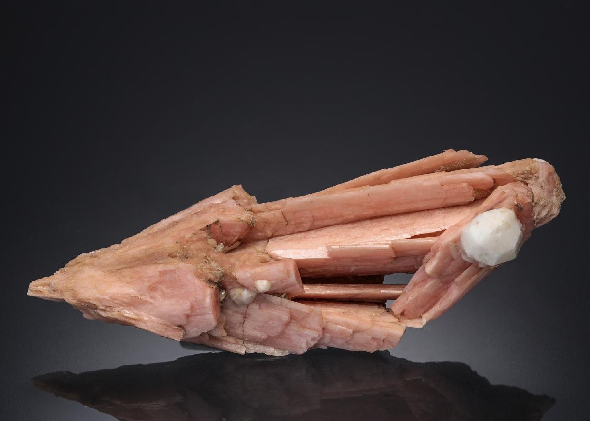 CC27563 specimen image