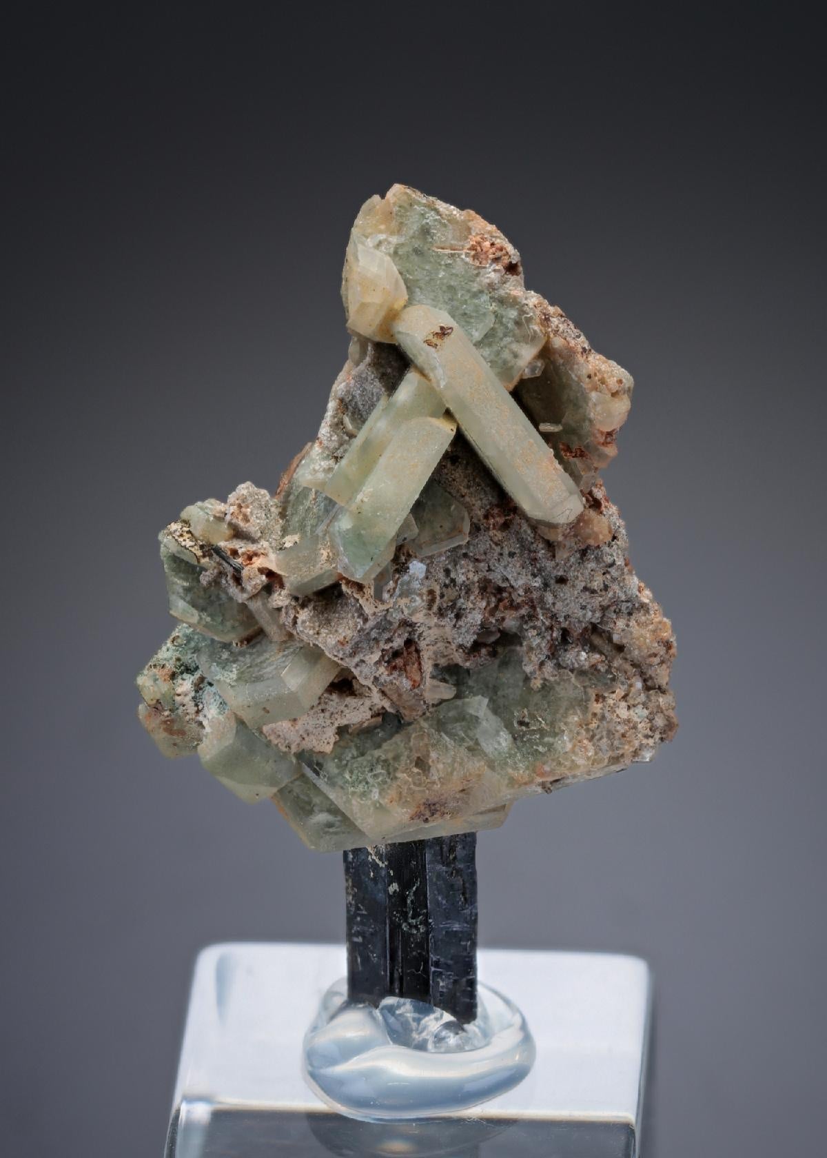 CC27585 specimen image