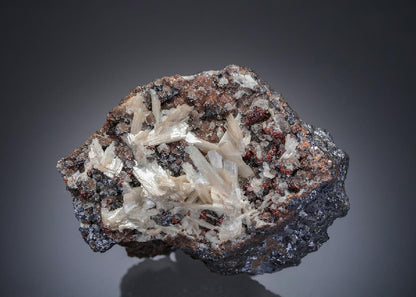 CC27635 specimen image