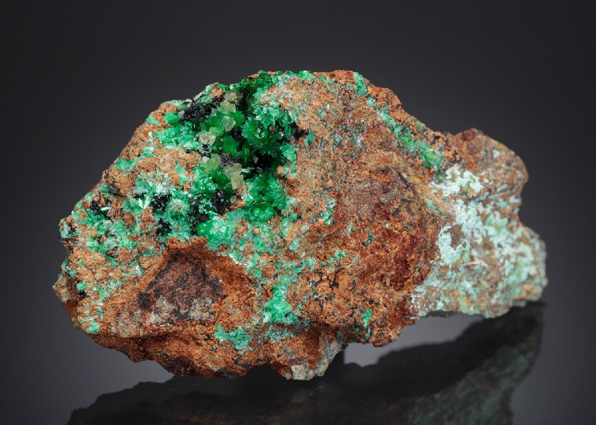 CC27657 specimen image