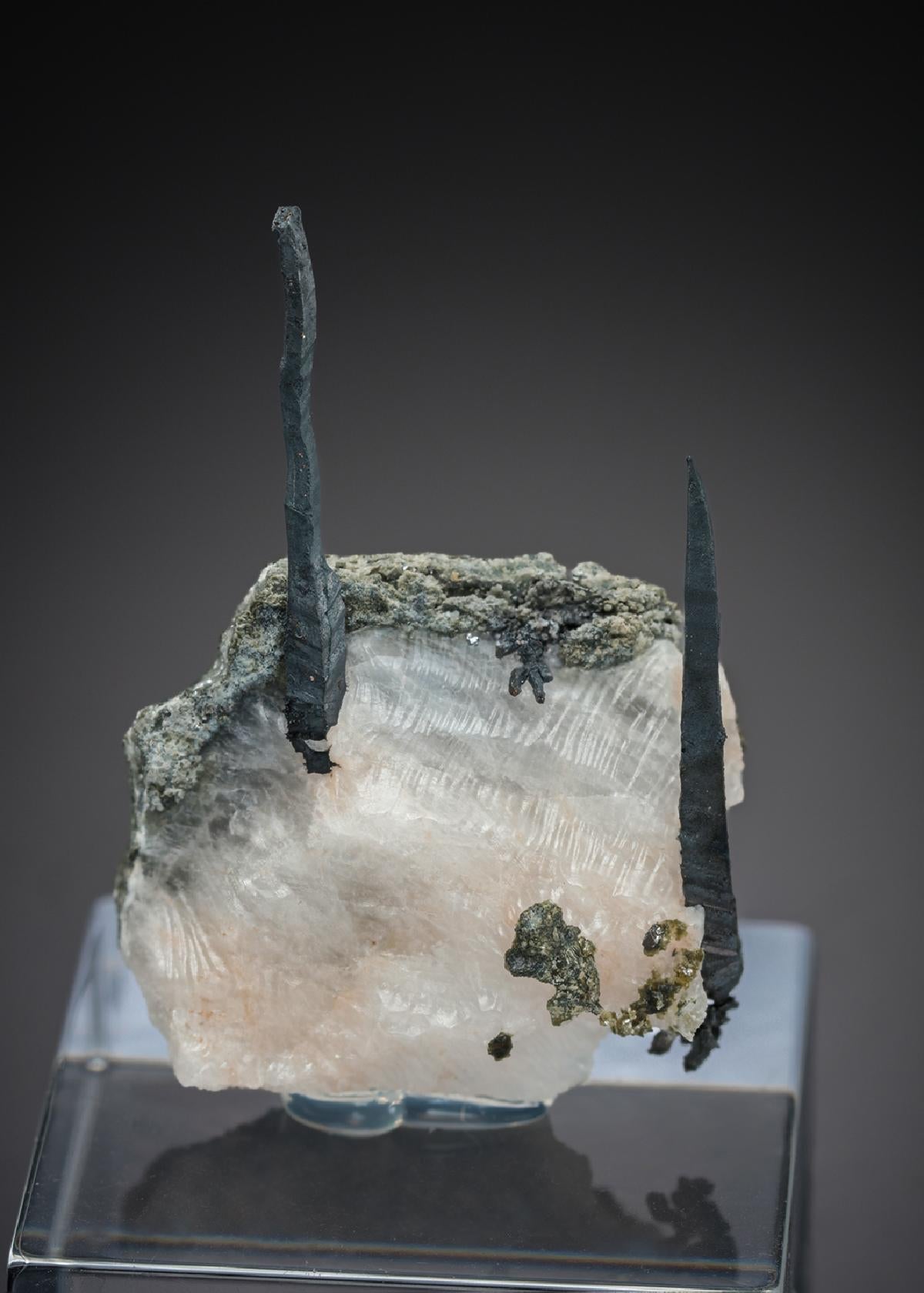 CC27697 specimen image