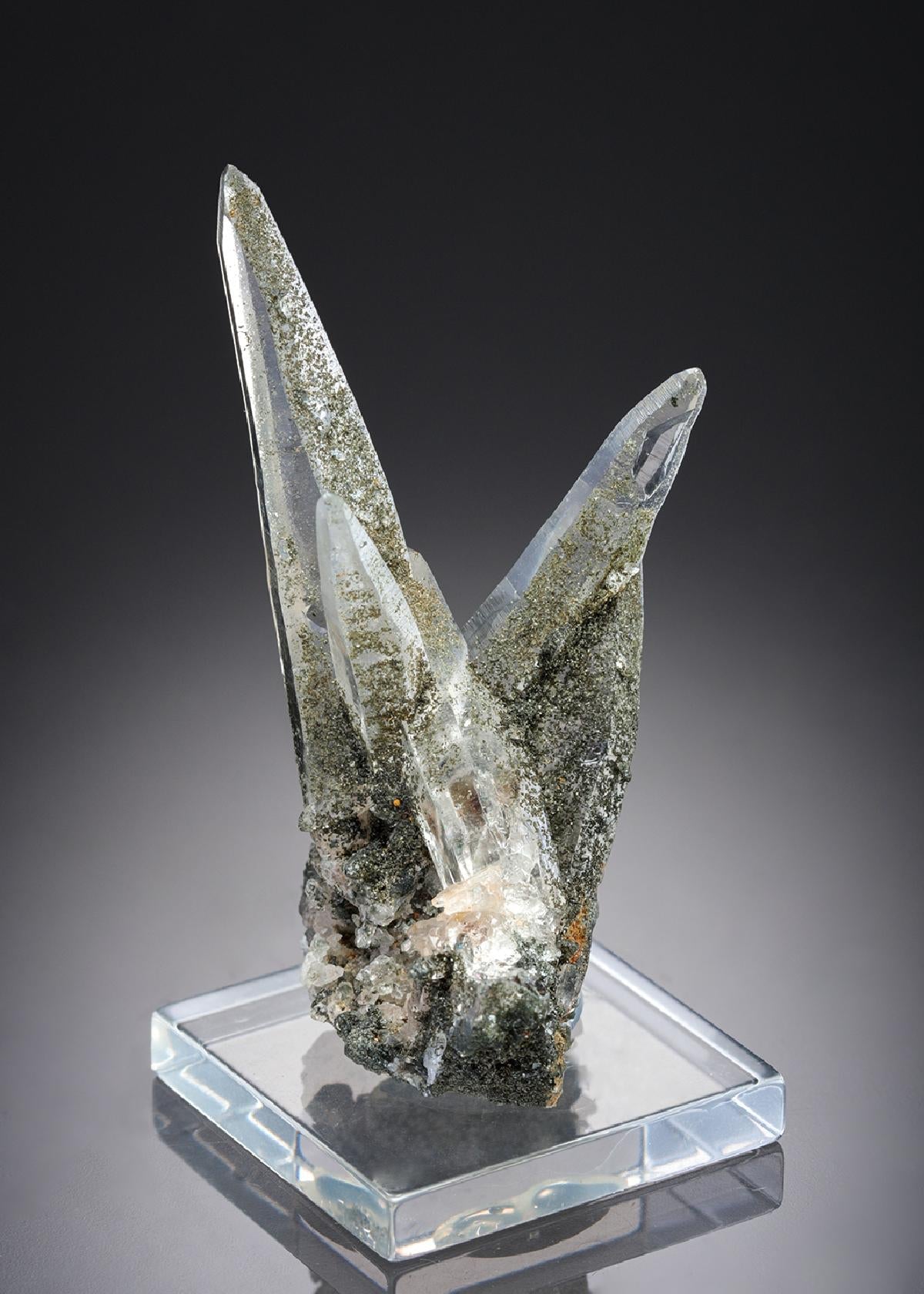 CC27709 specimen image