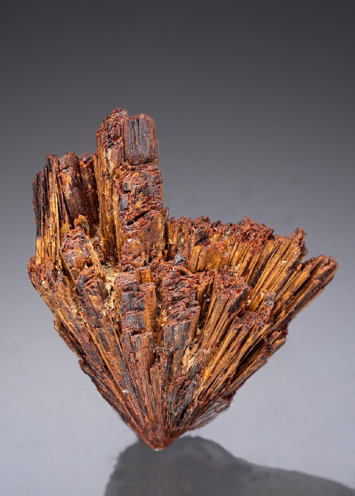 CC27785 specimen image