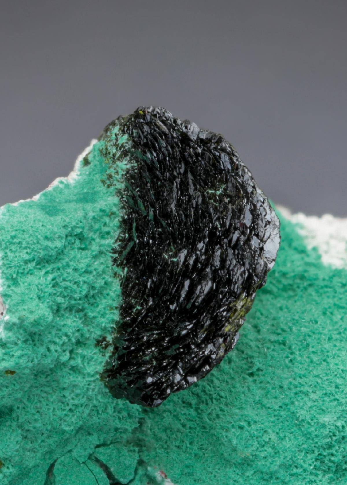 CC27797 specimen image