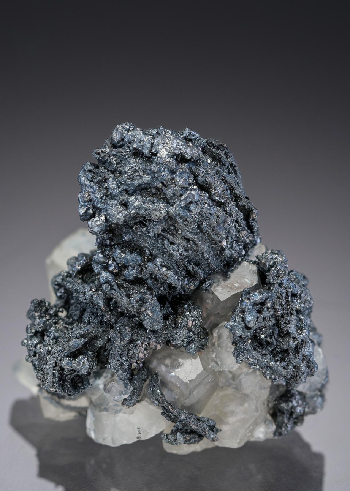 CC27817 specimen image