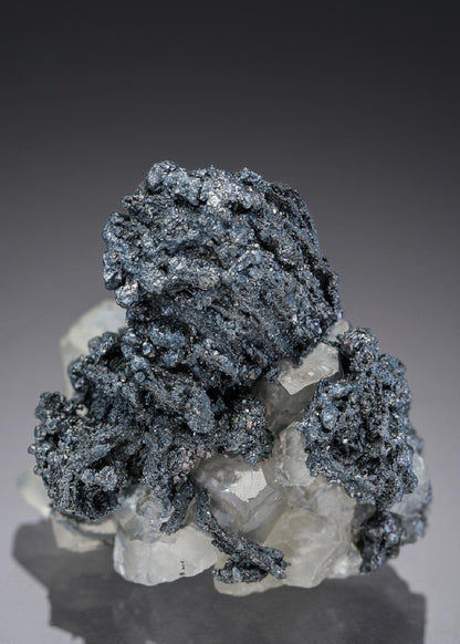 CC27817 specimen image