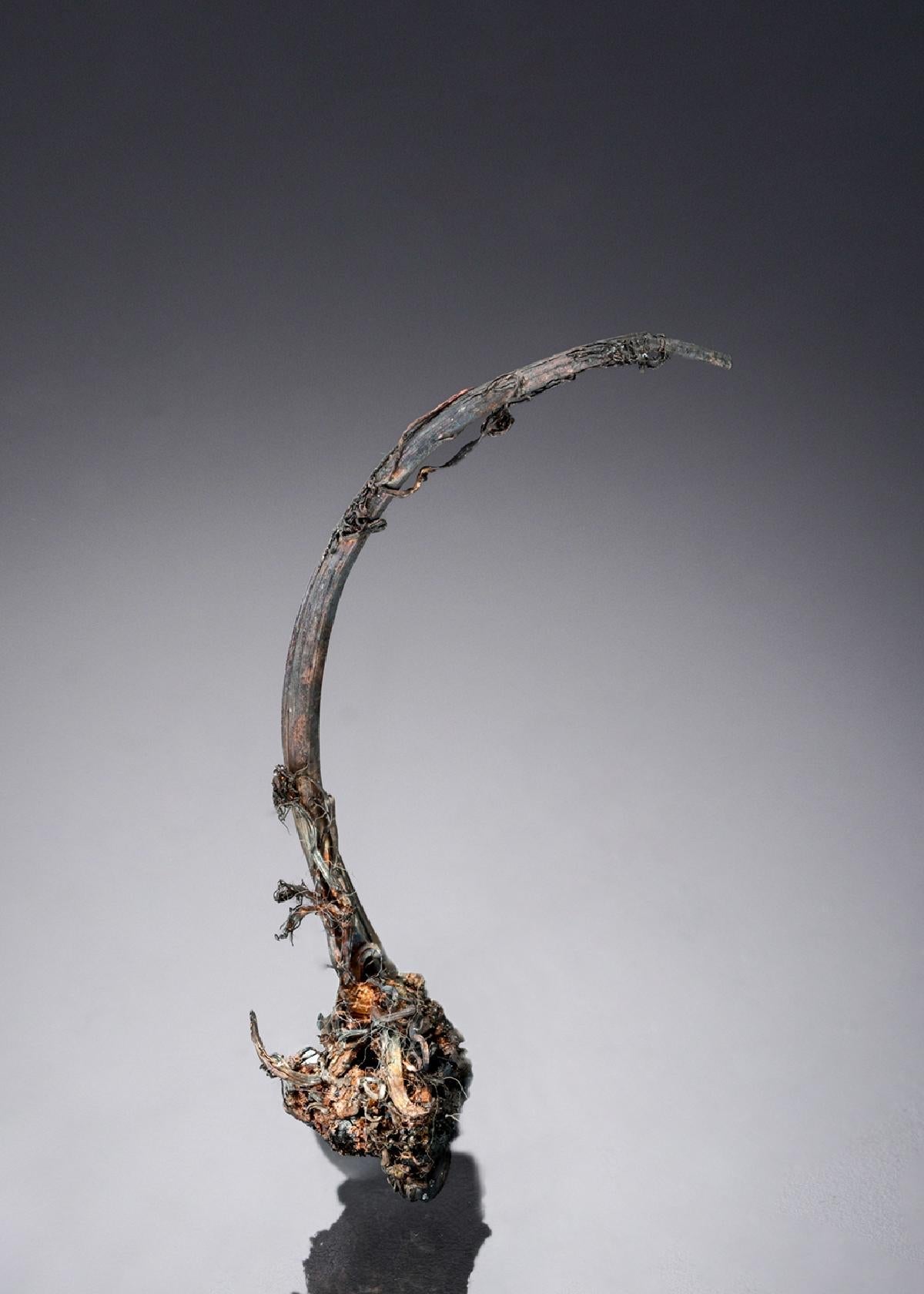CC27823 specimen image