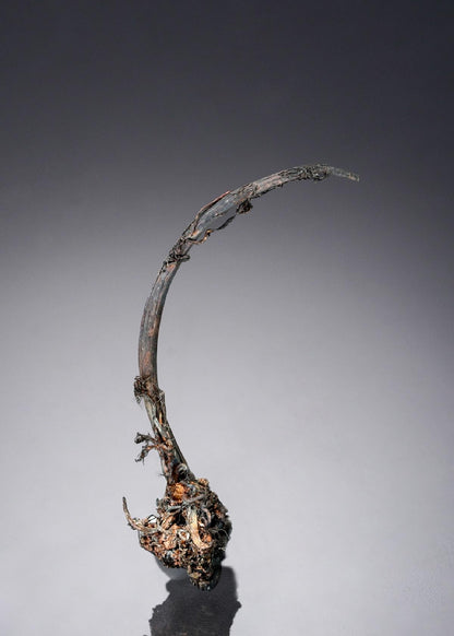 CC27823 specimen image