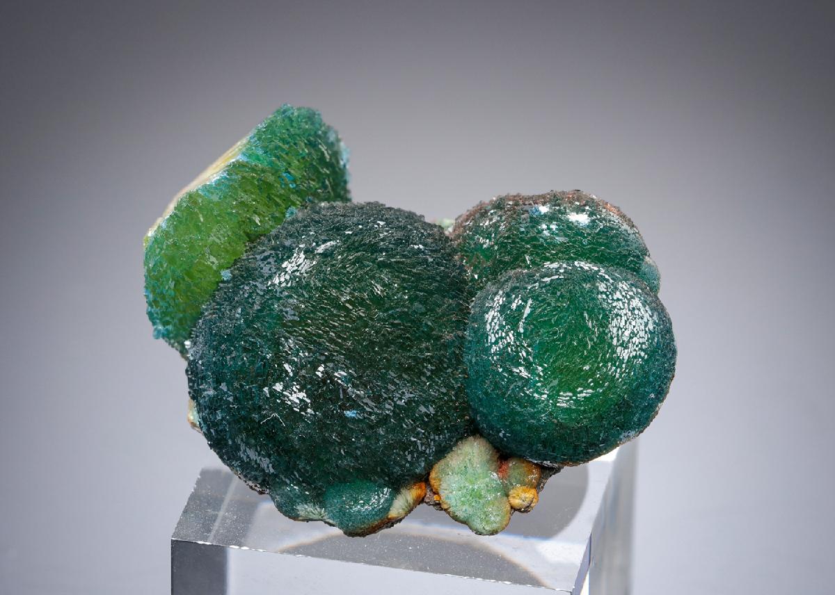CC27859 specimen image