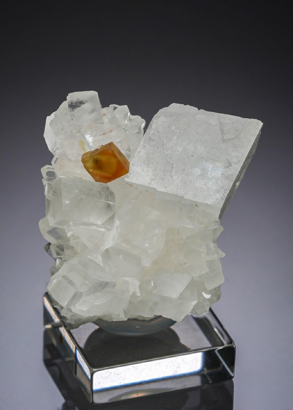 CC27865 specimen image