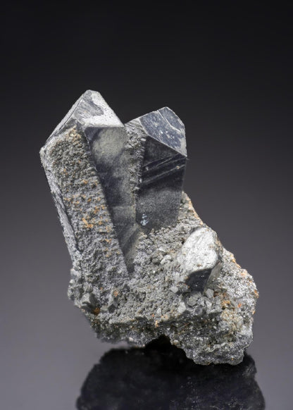 CC27913 specimen image