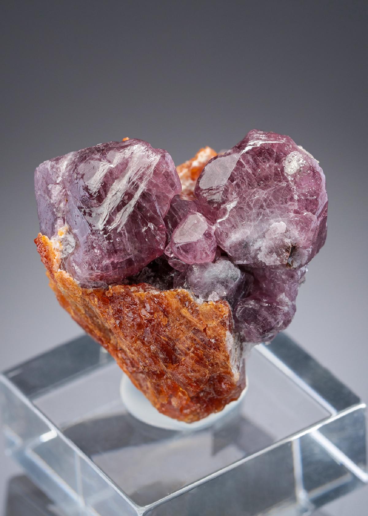 CC27917 specimen image