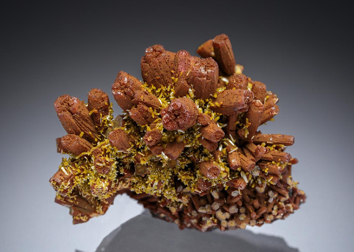 CC27923 specimen image