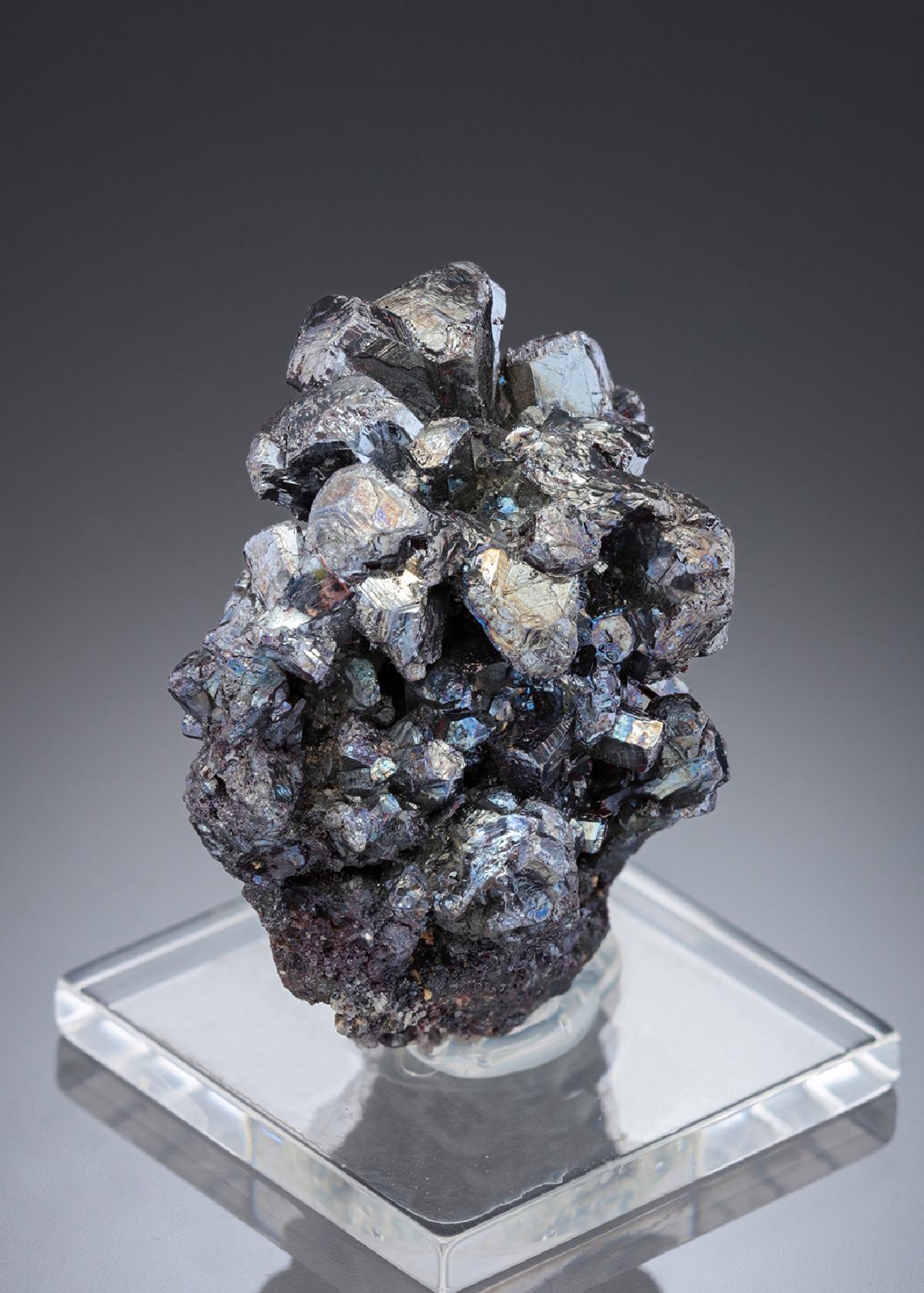 CC27937 specimen image