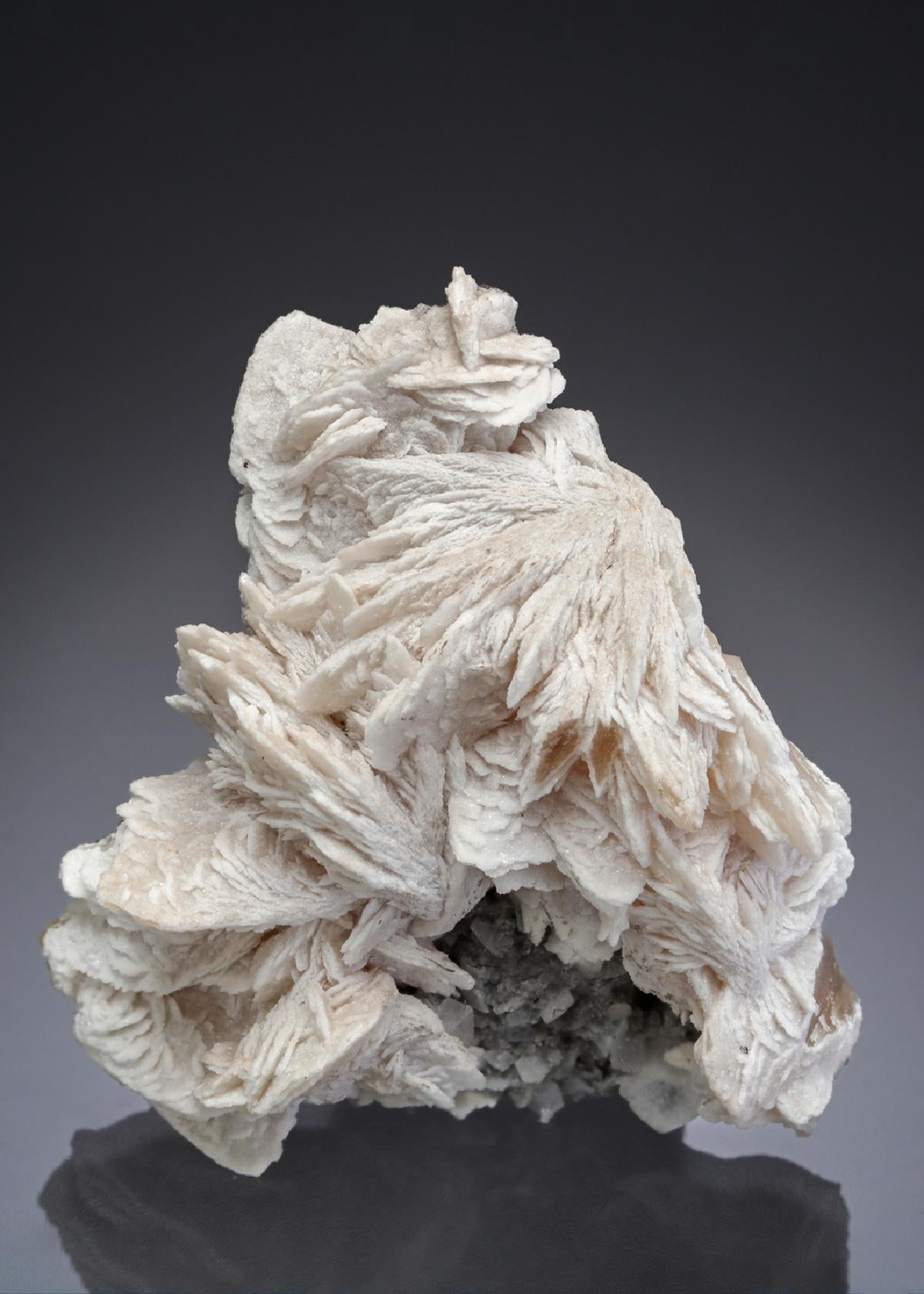 CC27951 specimen image