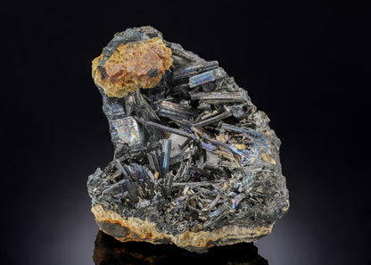 CC27955 specimen image