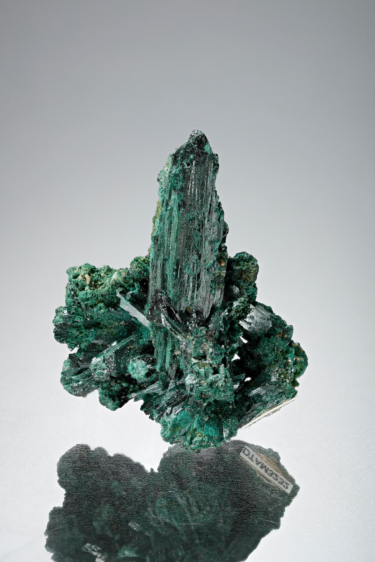 CC2795 specimen image