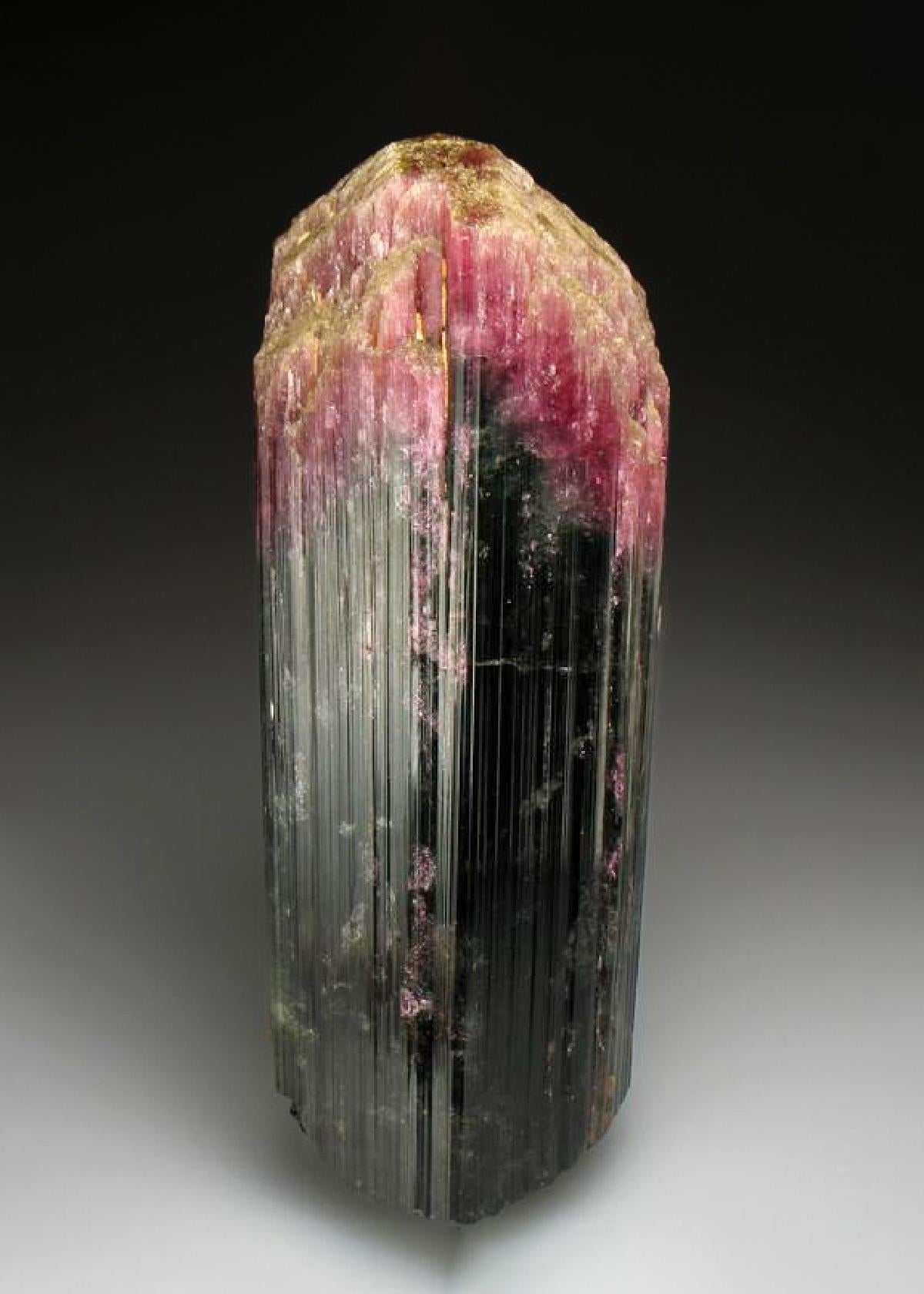 CC2807 specimen image