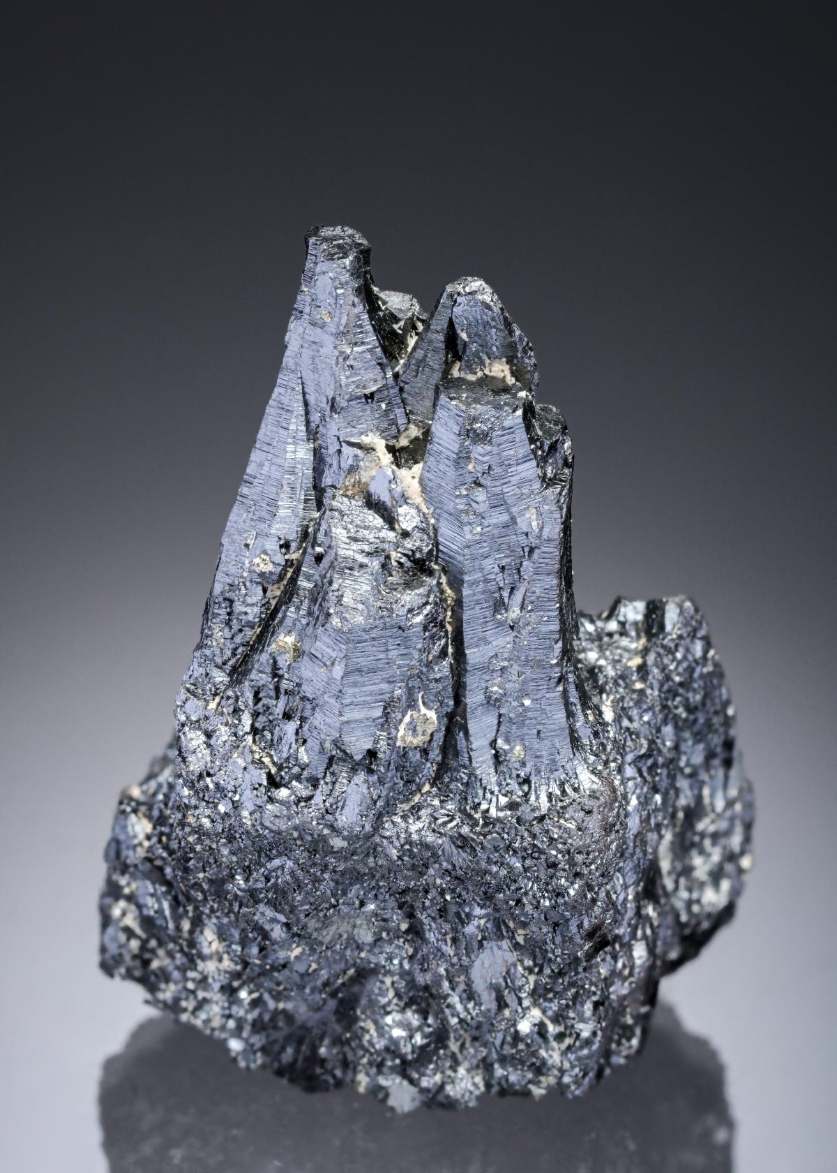 CC28095 specimen image
