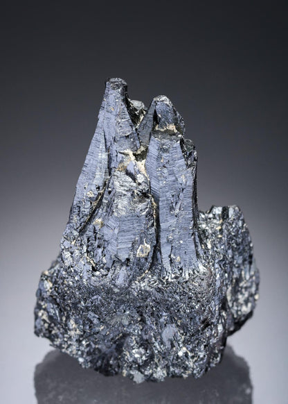 CC28095 specimen image