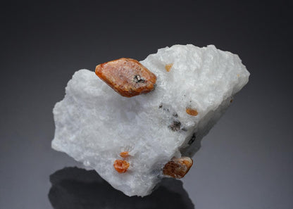 CC28109 specimen image