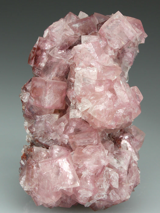 CC2828 specimen image