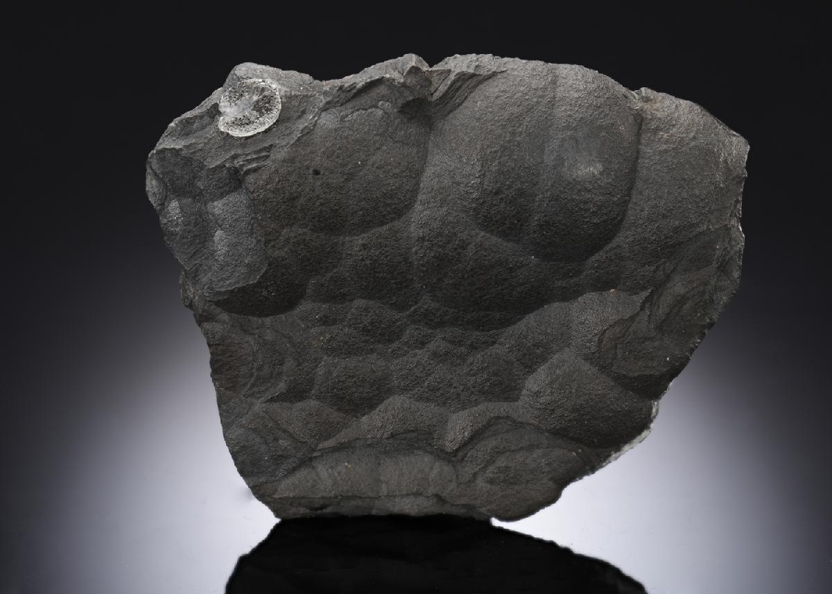 CC28281 specimen image
