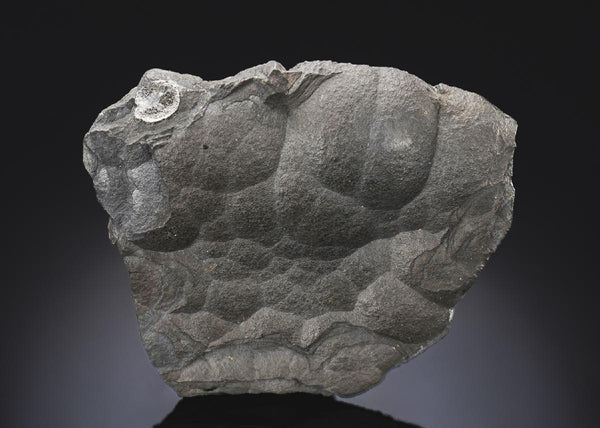 CC28281 specimen image