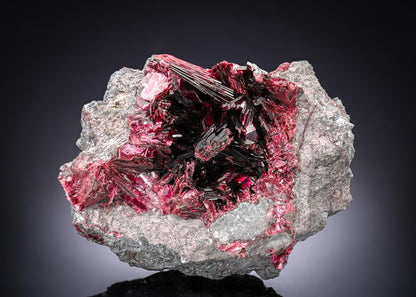 CC28285 specimen image
