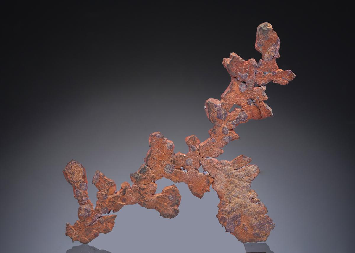 CC28297 specimen image